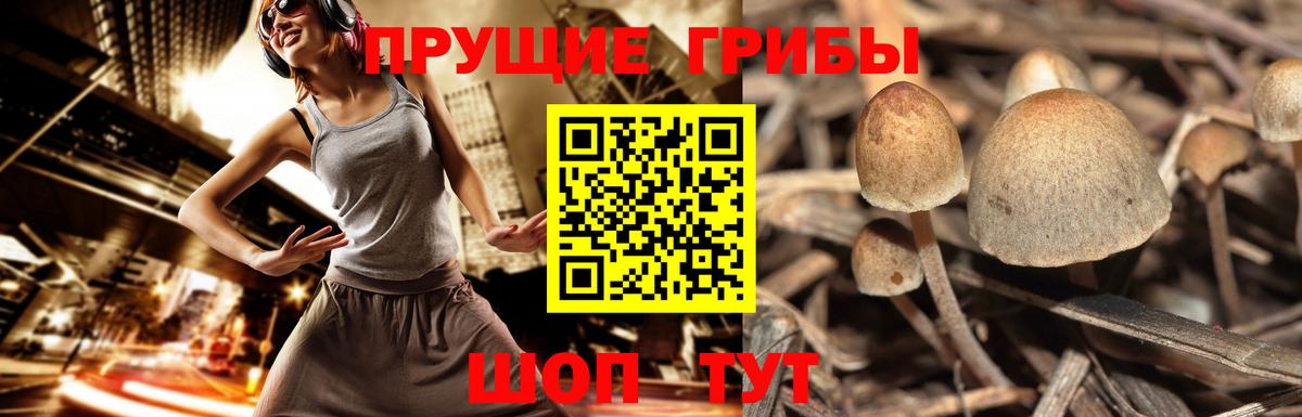 Сатка  Псилоцибиновые грибы Cubensis  Вход с VPN  Галлюциногенные грибы прущие грибы 
